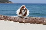 SHIH TZU 051